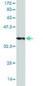 Monoclonal Anti-DDX26 antibody produced in mouse clone 3D9, purified immunoglobulin, buffered aqueous solution