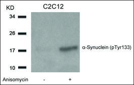 Anti-phospho-SNCA (pTyr133) antibody produced in rabbit affinity isolated antibody