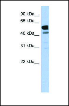 Anti-LDHD antibody produced in rabbit affinity isolated antibody