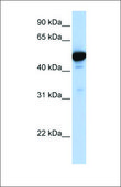 Anti-GLUD1 affinity isolated antibody
