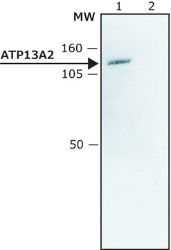 Anti-ATP13A2 (C-terminal) antibody produced in rabbit ~1.5&#160;mg/mL, affinity isolated antibody, buffered aqueous solution