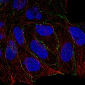 Anti-PARD6G antibody produced in rabbit Prestige Antibodies&#174; Powered by Atlas Antibodies, affinity isolated antibody, buffered aqueous glycerol solution