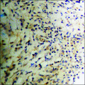 Anti-phospho-p47 phox (pSer359) antibody produced in rabbit affinity isolated antibody