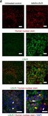 Anti-Nuclei Antibody, clone 235-1 clone 235-1, Chemicon&#174;, from mouse