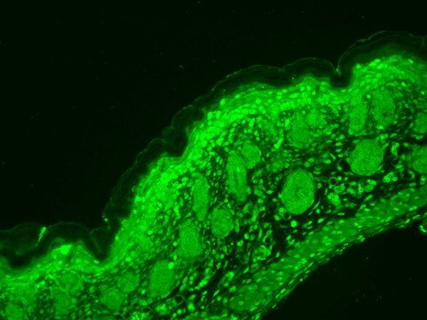 Monoclonal Anti-CACNA1D antibody produced in mouse clone S48A-9, 1&#160;mg/mL, purified immunoglobulin