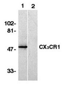 Anti-C-X-X-X-C Chemokine Receptor 1 Antibody, NT Chemicon&#174;, from rabbit