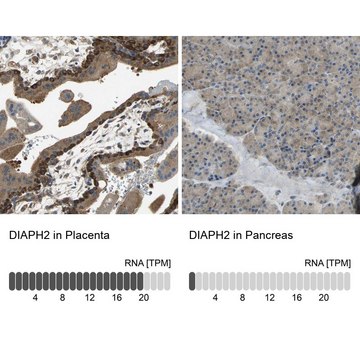 Anti-DIAPH2 antibody produced in rabbit Prestige Antibodies&#174; Powered by Atlas Antibodies, affinity isolated antibody, buffered aqueous glycerol solution