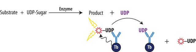 Transcreener&#174; UDP2 TR-FRET Assay