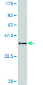 Monoclonal Anti-TTF2 antibody produced in mouse clone 3F7, purified immunoglobulin, buffered aqueous solution