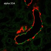 Monoclonal Anti-ENaC alpha-Atto 390 antibody produced in mouse clone 2G4