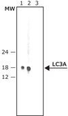 Anti-LC3A antibody produced in rabbit ~1&#160;mg/mL, affinity isolated antibody, buffered aqueous solution