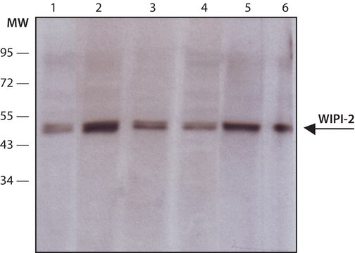 Anti-WIPI-2 (C-terminal) antibody produced in rabbit ~1.0&#160;mg/mL, affinity isolated antibody