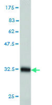 Monoclonal Anti-HAMP, (C-terminal) antibody produced in mouse clone 1F9, purified immunoglobulin, buffered aqueous solution