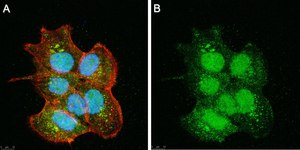 Anti-SIRT6 Antibody, clone 1O6 ZooMAb&#174; Rabbit Monoclonal recombinant, expressed in HEK 293 cells