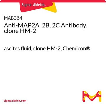 Anti-MAP2A, 2B, 2C Antibody, clone HM-2 ascites fluid, clone HM-2, Chemicon&#174;