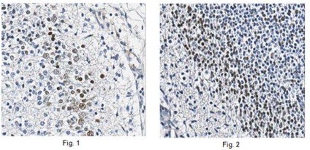 Anti-OCT6 Antibody, clone KT110 clone KT110, from mouse