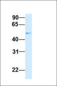 Anti-CHST2 antibody produced in rabbit affinity isolated antibody