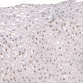 Anti-TET3 antibody produced in rabbit Prestige Antibodies&#174; Powered by Atlas Antibodies, affinity isolated antibody, buffered aqueous glycerol solution