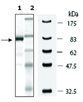 PRMT7 human recombinant, expressed in baculovirus infected Sf9 cells, &#8805;80% (SDS-PAGE)