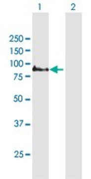 ANTI-COMP antibody produced in mouse purified immunoglobulin, buffered aqueous solution