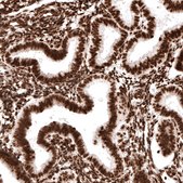 Monoclonal Anti-H2AFX antibody produced in mouse Prestige Antibodies&#174; Powered by Atlas Antibodies, clone CL5157, purified immunoglobulin, buffered aqueous glycerol solution