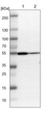 Anti-ARHGAP1 antibody produced in rabbit Ab2, Prestige Antibodies&#174; Powered by Atlas Antibodies, affinity isolated antibody, buffered aqueous glycerol solution