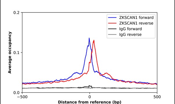 Anti-ZKSCAN1 antibody produced in rabbit Prestige Antibodies&#174; Powered by Atlas Antibodies, affinity isolated antibody, buffered aqueous glycerol solution