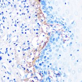 Anti-TGF beta induced (TGFBI) Antibody, clone 7Q5O9, Rabbit Monoclonal