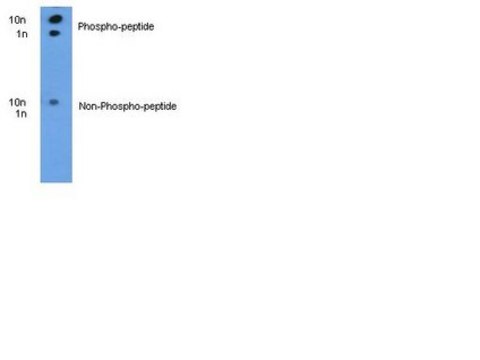 Anti-phospho-ITCH (pT222) Antibody Chemicon&#174;, from rabbit