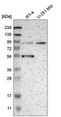 Anti-MOGS antibody produced in rabbit Prestige Antibodies&#174; Powered by Atlas Antibodies, affinity isolated antibody