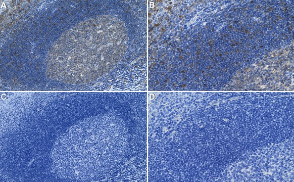 Anti-Bid Antibody, clone 1G3 ZooMAb&#174; Rabbit Monoclonal recombinant, expressed in HEK 293 cells