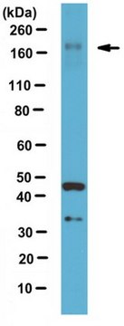 Anti-LTBP1 Antibody hinge region from rabbit, purified by affinity chromatography