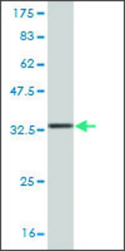Monoclonal Anti-CEP250 antibody produced in mouse clone 4A1, purified immunoglobulin, buffered aqueous solution
