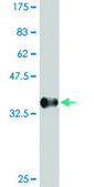 Monoclonal Anti-POU5F1, (C-terminal) antibody produced in mouse clone 4F8, purified immunoglobulin, buffered aqueous solution