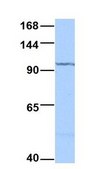 Anti-XPO1 antibody produced in rabbit affinity isolated antibody