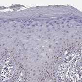 Anti-RBM24 antibody produced in rabbit Prestige Antibodies&#174; Powered by Atlas Antibodies, affinity isolated antibody
