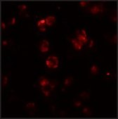 Anti-ABCA7 antibody produced in rabbit affinity isolated antibody, buffered aqueous solution