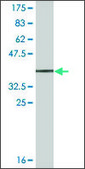 Monoclonal Anti-ALCAM antibody produced in mouse clone 1H3, ascites fluid