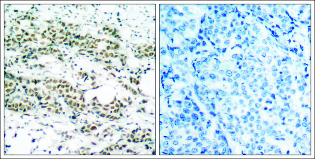 Anti-phospho-FOXO4 (pSer197) antibody produced in rabbit affinity isolated antibody