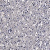 Anti-CRKL antibody produced in rabbit affinity isolated antibody, buffered aqueous glycerol solution