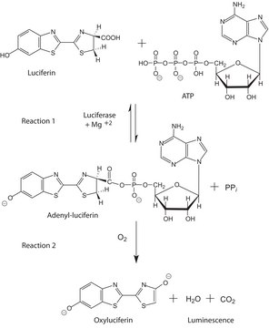 Luciferase from Vibrio fischeri (Photobacterium&nbsp;f) lyophilized powder