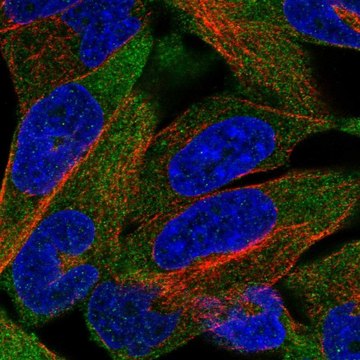 Anti-CHRND antibody produced in rabbit Prestige Antibodies&#174; Powered by Atlas Antibodies, affinity isolated antibody