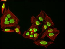 抗-组蛋白H3（N-末端） 兔抗 affinity isolated antibody, buffered aqueous solution