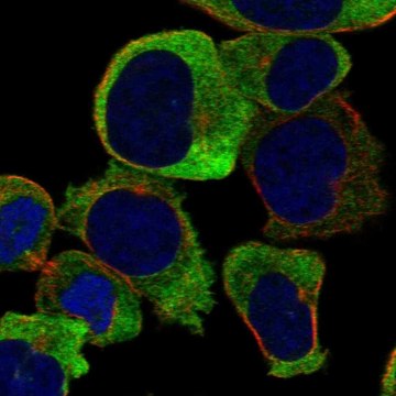 Anti-Gucy1B1 Antibody Produced In Rabbit Prestige Antibodies&#174; Powered by Atlas Antibodies, affinity isolated antibody, buffered aqueous glycerol solution