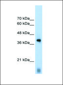 Anti-EIF2S1 antibody produced in rabbit IgG fraction of antiserum
