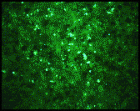 Anti-WEST NILE VIRUS CORE antibody produced in rabbit affinity isolated antibody