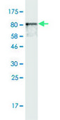 Monoclonal Anti-HEXA antibody produced in mouse clone 3D1, purified immunoglobulin, buffered aqueous solution