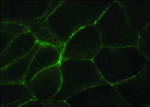 Monoclonal Anti-Uvomorulin/E-Cadherin antibody produced in rat clone DECMA-1, purified from hybridoma cell culture