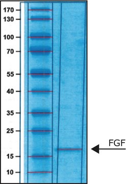 Fibroblast Growth Factor-Basic FGF-Basic, from human, recombinant, expressed in E. coli, carrier free