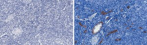 Anti-vWF Antibody, clone 1B21, ZooMAb&#174; Rabbit Monoclonal recombinant, expressed in HEK 293 cells